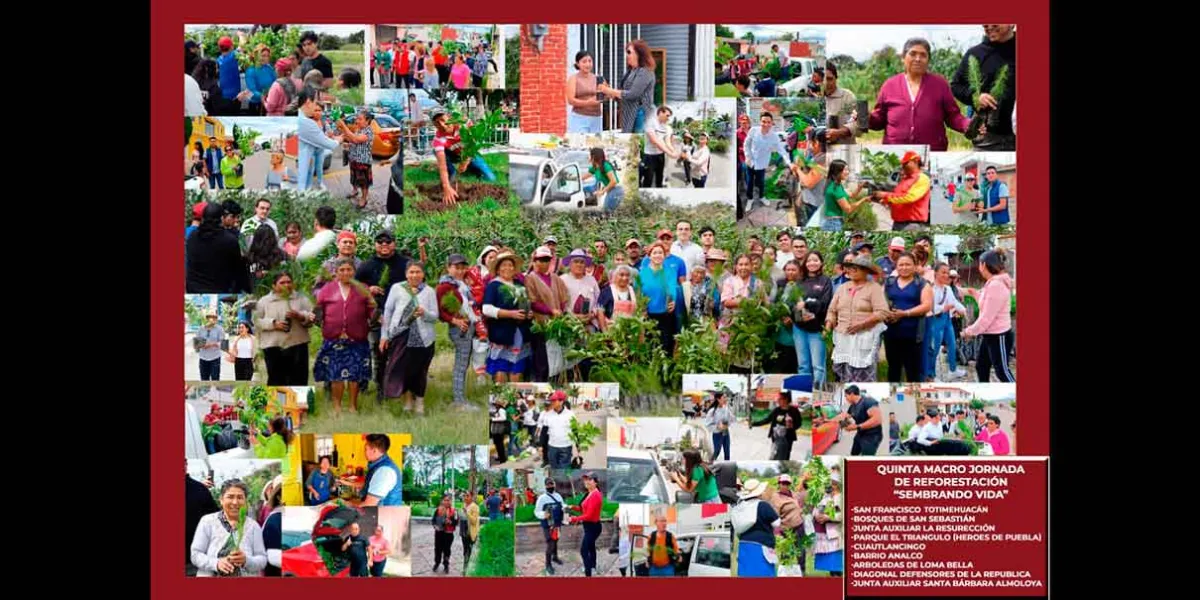 Más de 5 mil árboles se distribuyeron en la Quinta Jornada de Reforestación