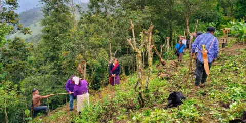 Mejoran condiciones para la producción del limón y café en Huauchinango