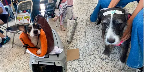 Gobierno de Puebla refuerza bienestar animal con jornadas gratuitas en colonias del sur