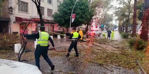 Lluvia y viento colapsó vialidades en la capital; en la Juárez un árbol cayó 