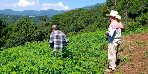 Productores de tomate de Huauchinango recibieron apoyo contra plaga