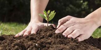 Atiende Ayuntamiento solicitudes para plantar árboles