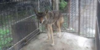 Coyote rescatado no podrá ser dejado en libertad