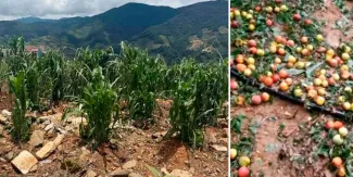 Lluvias y granizadas golpean cultivos en Coyomeapan; productores reportan pérdidas