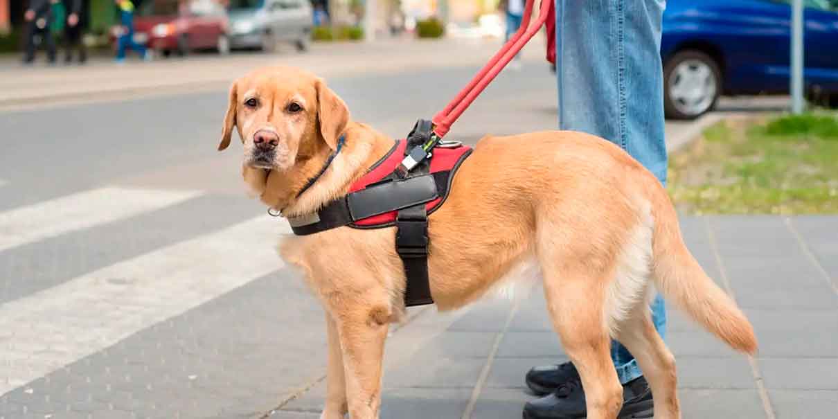 Congreso CDMX aprueba reformas para permitir ingreso de animales de compañía a establecimientos mercantiles