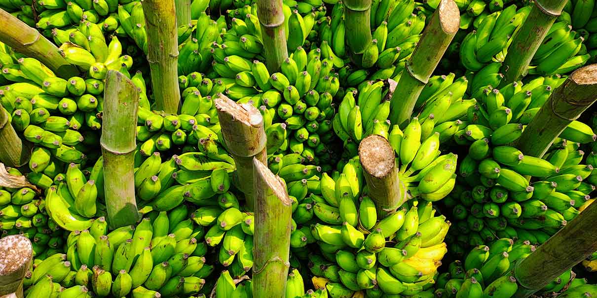Senasica refuerza vigilancia del plátano con tecnología y operativos en todo México