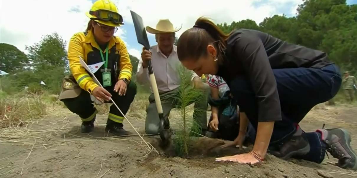 Sheinbaum y Armenta arrancaron reforestación de 32 mil hectáreas en el Izta-Popo