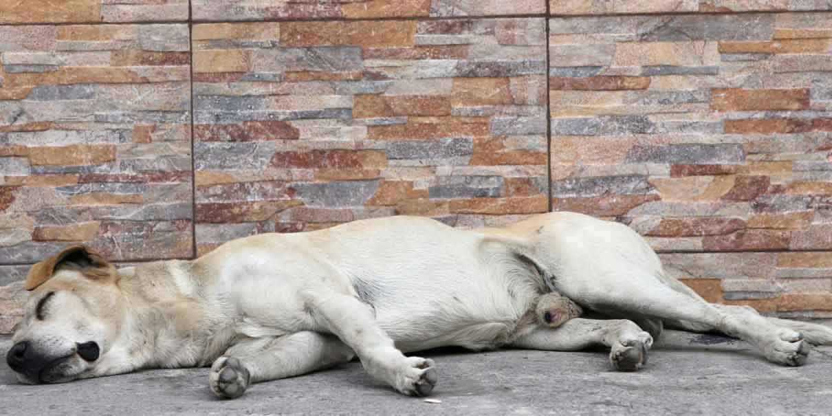 IMÁGENES SENSIBLES. ‘Un monstruo’  dispara varias veces contra un perro que estaba dormido en la calle  