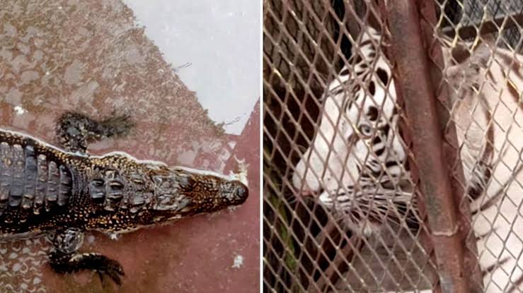Aseguran un tigre de Bengala y un cocodrilo en un autolavado de Ciudad Juárez