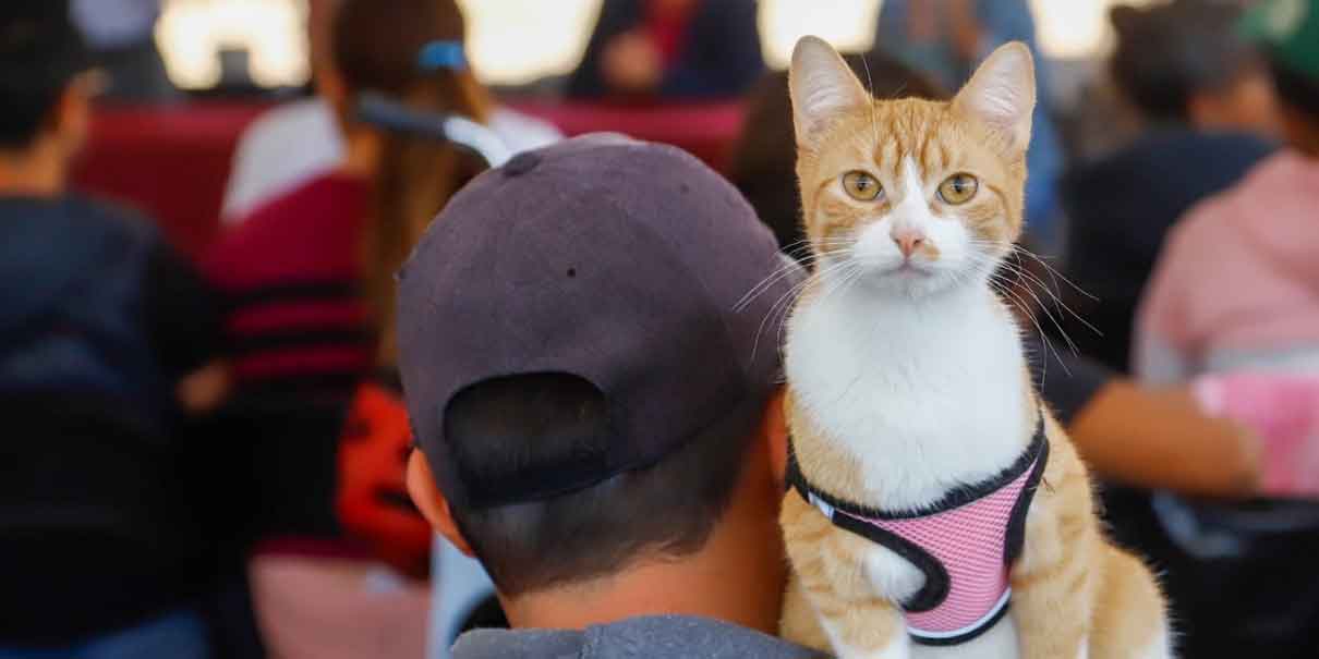 Éxito rotundo en Mega Jornada de Esterilización para Mascotas en San Pedro Cholula