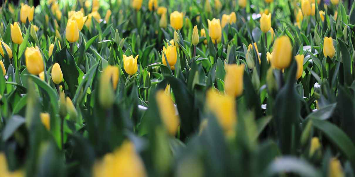 Tulipanes
