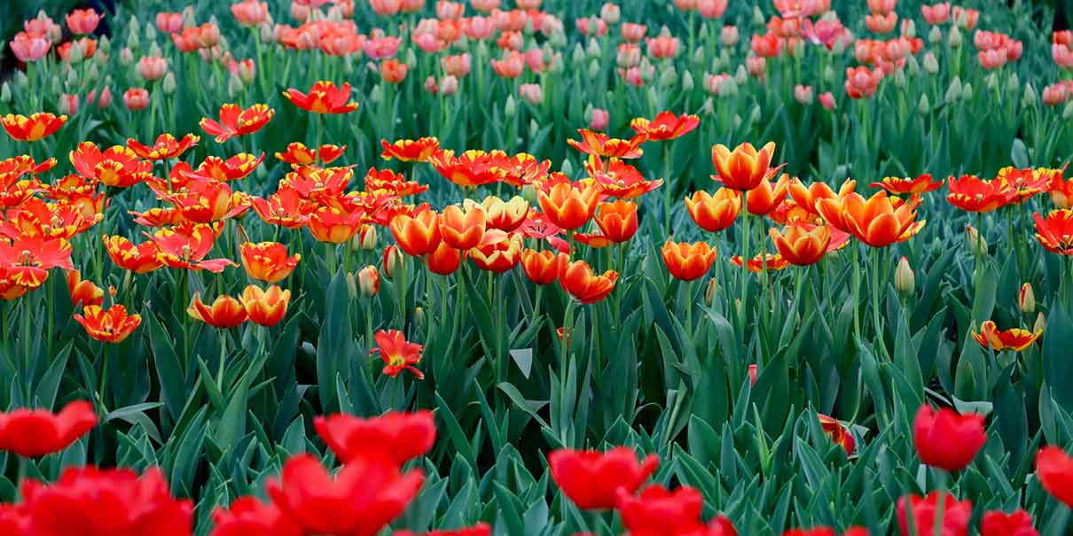 tulipanes en Atlixco