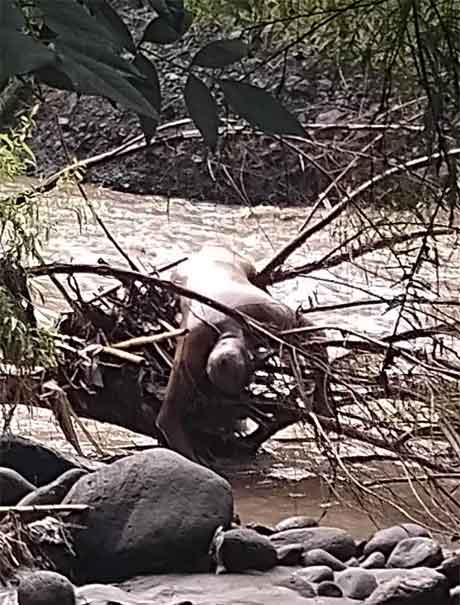 Atorado entre las ramas localizan cuerpo en río Nexapa en Tepeojuma