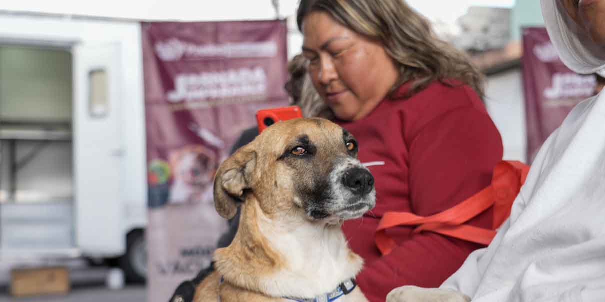 Impulsa Gobierno de la Ciudad jornada de bienestar animal en la colonia Revolución Mexicana