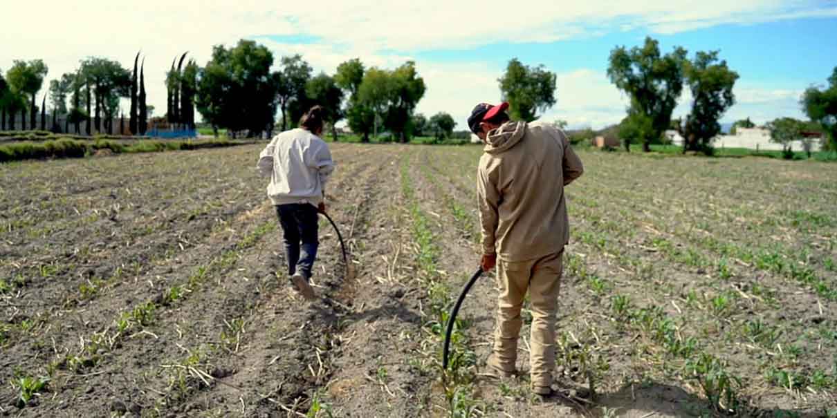 La transformación del campo poblano está alineada al Programa Nacional de Soberanía Alimentaria: Armenta