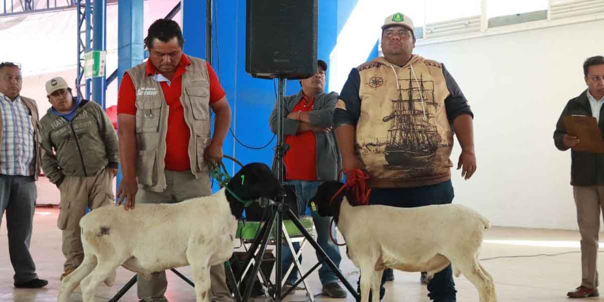 ​ Atlixco, Pue. La presidenta municipal de Atlixco, Ariadna Ayala, inauguró la pavimentación de las calles 5 de Mayo y 18 de Marzo en la junta auxiliar de Santo Domingo Atoyatempan.  Estas obras impulsan el bienestar de las y los productores.  Ariadna Ayala señaló que estas obras con sentido social son un avance significativo para los productores locales, pues se mejora su movilidad y se facilita el acceso a sus terrenos agrícolas.  Ambas vialidades fueron pavimentadas con adoquín, guarniciones e instalación de pozos de visita para las viviendas de la zona, con ello cerca de dos mil habitantes y productores.       Apoyos a productores Por otra parte, la presidenta municipal de Atlixco entregó ovinos sementales de alta calidad a ganaderos de Santo Domingo Atoyatempan, San Félix Hidalgo y San Juan Tejaluca.  La alcaldesa comentó que con este apoyo se busca mejorar la calidad genética ovina e impulsar esta actividad que beneficia la economía de las familias atlixquenses.    Con esta acción, Ariadna Ayala impulsa la producción de traspatio para fortalecer la seguridad alimentaria en las comunidades.  *BC     Diario Puntual te recomienda también: Ariadna Ayala entregó obras en colonias y juntas auxiliares de Atlixco Ahorra y cumple: Atlixco ofrece 15% de descuentos en pago de predial Atlixco mejora movilidad con obras en sus juntas auxiliares  ​