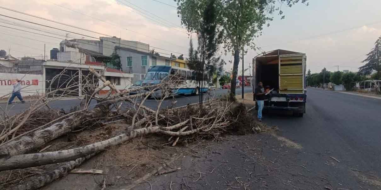 Ráfagas de viento derriban árboles en la capital y dañan autos