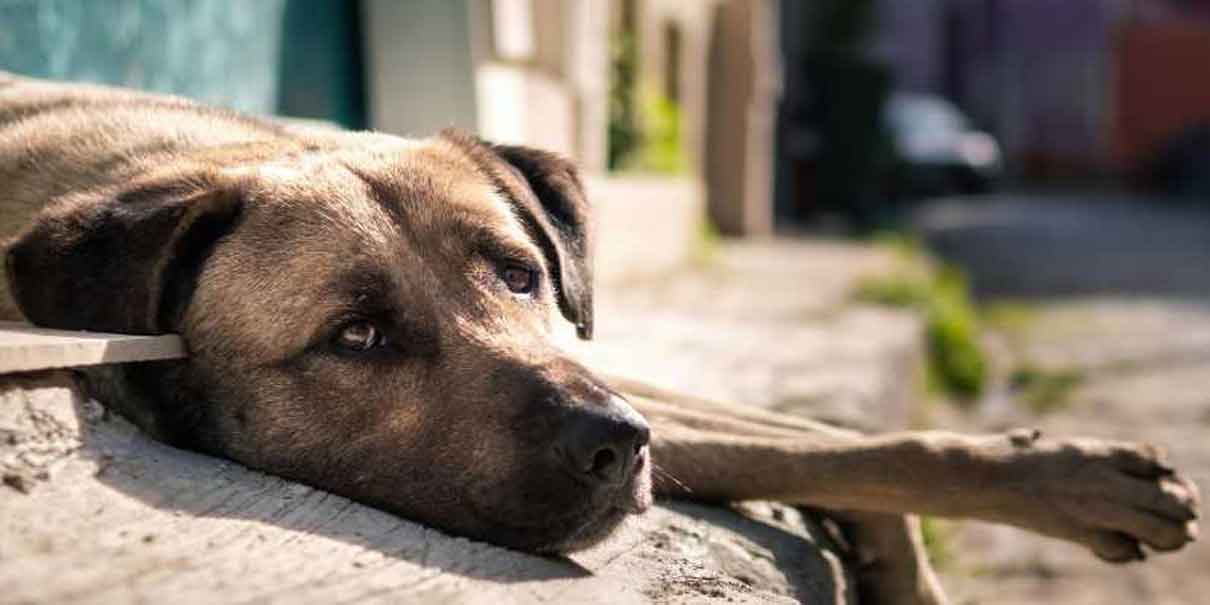 En aumento el maltrato animal, hay 63 denuncias ante la Fiscalía
