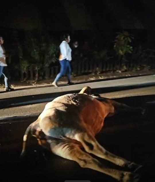 Motociclista fracturado tras impactar vaca en carretera Pachuca-Tuxpan