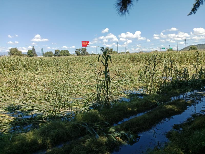 Campesinos pidieron ayuda a Conagua y Ceaspue, AGUAS NEGRAS contaminan cultivos en Huejotzingo