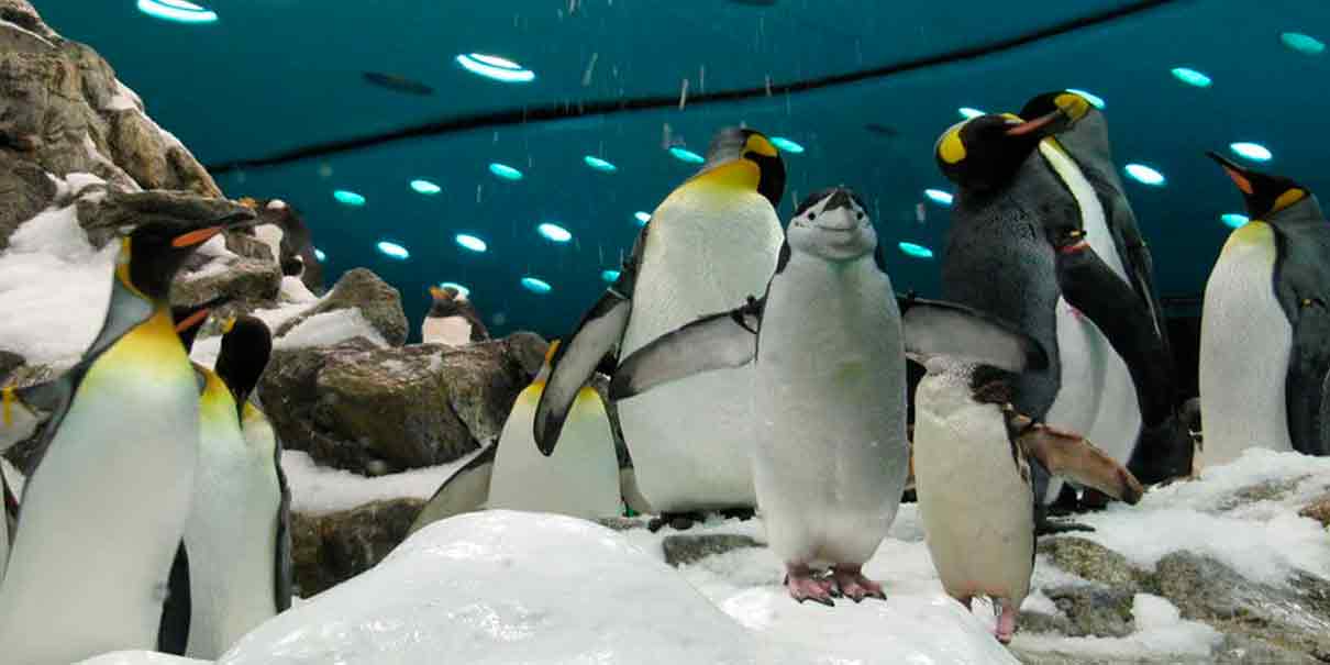 Aquarium del Puerto