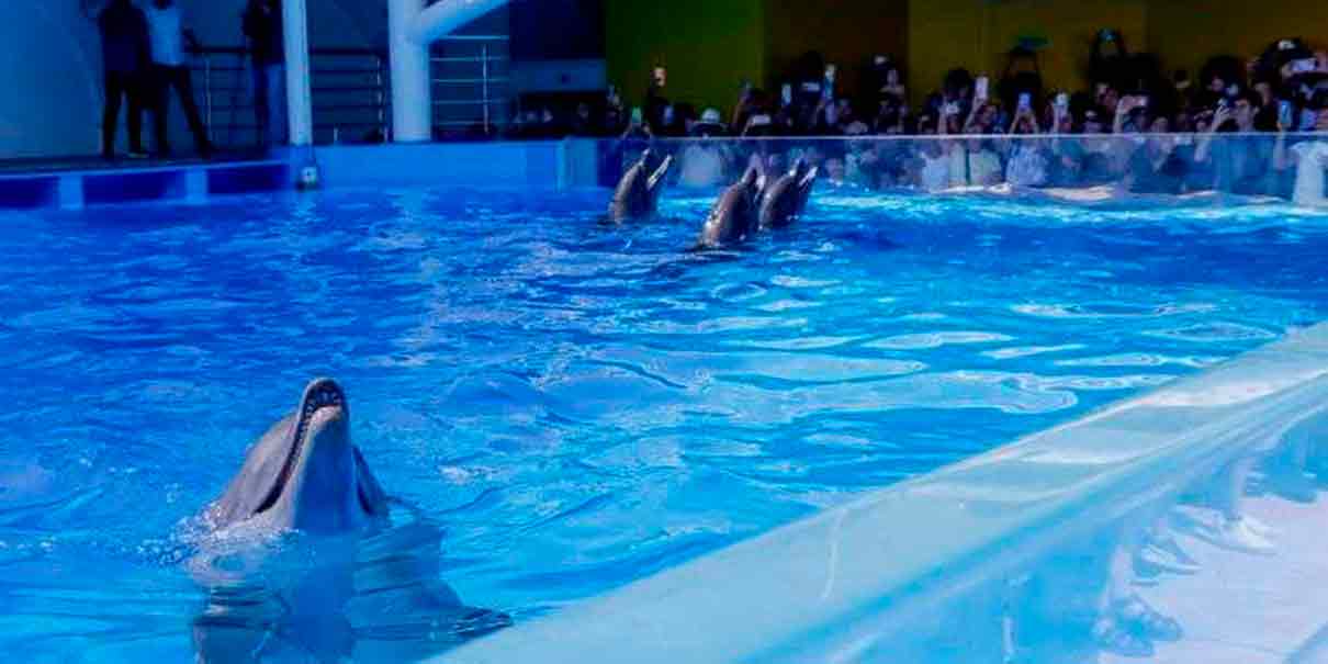 Aquarium del Puerto