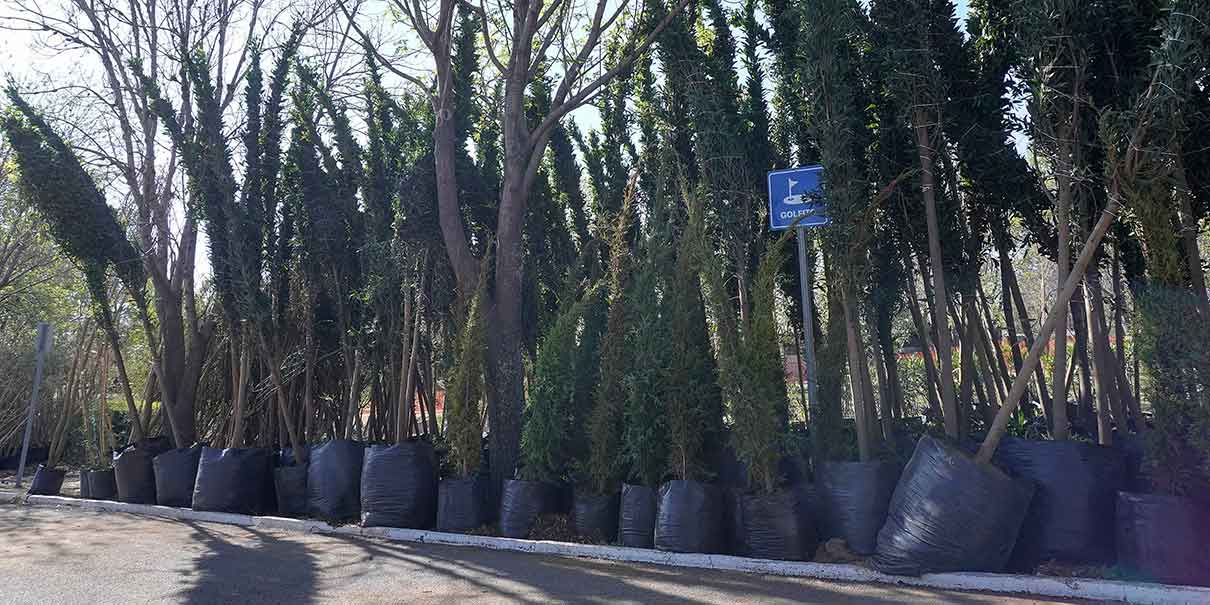 Árboles
