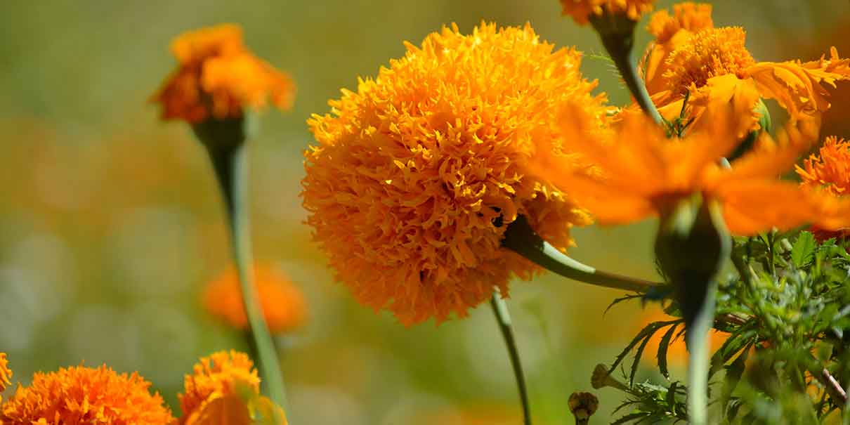 Flor de cempasúchil