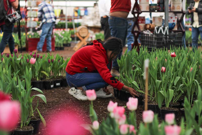Atlixco florece con tulipanes: tradición, tecnología y motor económico de temporada