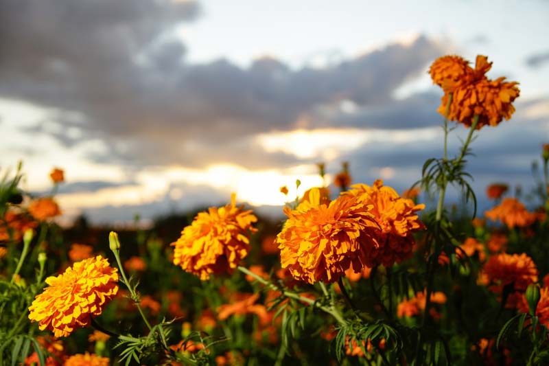 La flor de Cempasúchil de Atlixco adornará altares de 14 estados del país