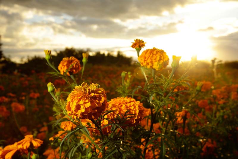 La flor de Cempasúchil de Atlixco adornará altares de 14 estados del país