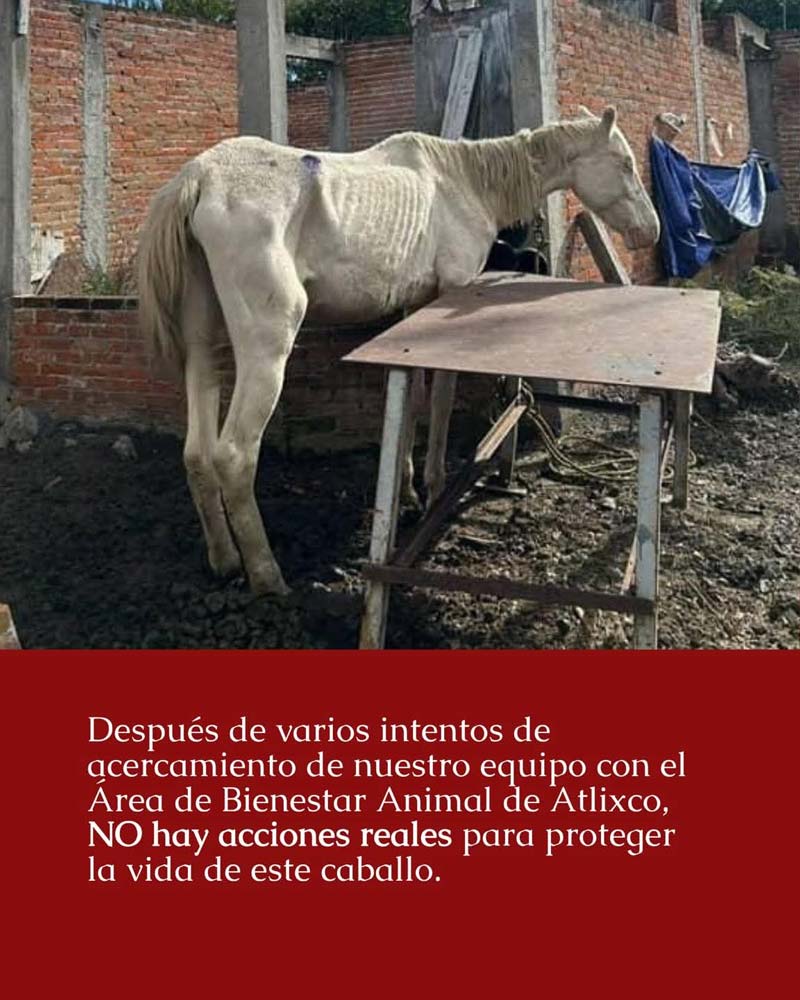 Caballo agoniza en Atlixco; Cuacolandia denuncia abandono y exige rescate inmediato