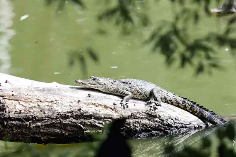 El cocodrilo Fugaz, de la especie Morelet, habita naturalmente en cuerpos de agua dulce de regiones tropicales de México y Centroamérica.