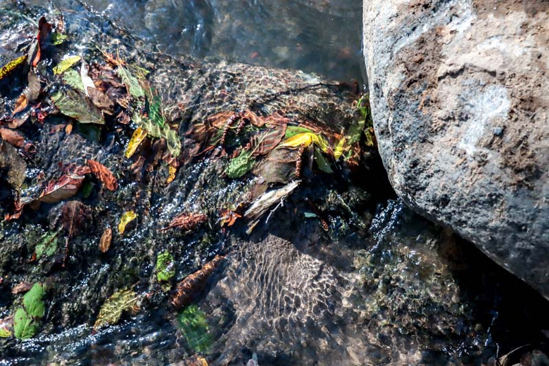 Pésimo diagnóstico del Río Atoyac, autoridades emitieron reporte para revivirlo