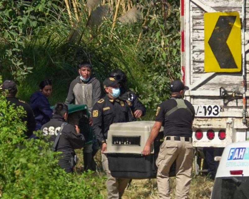 Rescate de casi mil animales en Refugio Franciscano expone maltrato a perros y gatos