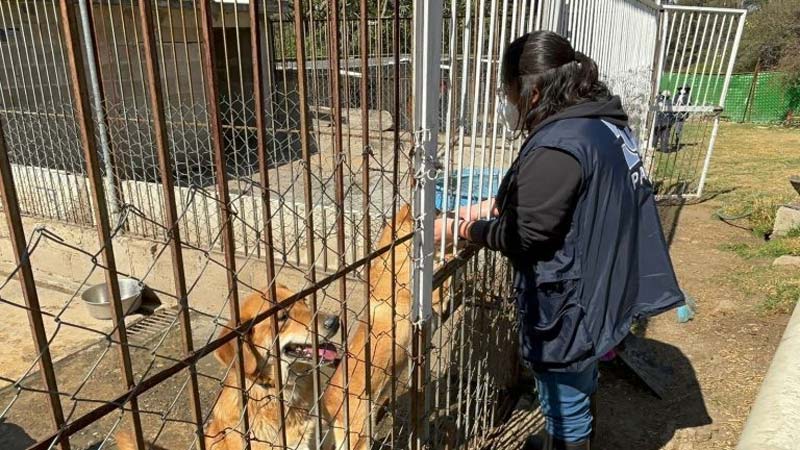 Rescate de casi mil animales en Refugio Franciscano expone maltrato a perros y gatos