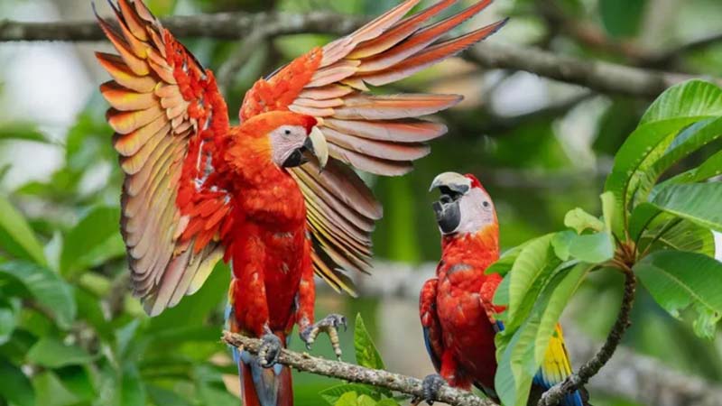 Centro Ecoturístico Las Guacamayas, Chiapas: el paraíso de la guacamaya roja en la Selva Lacandona
