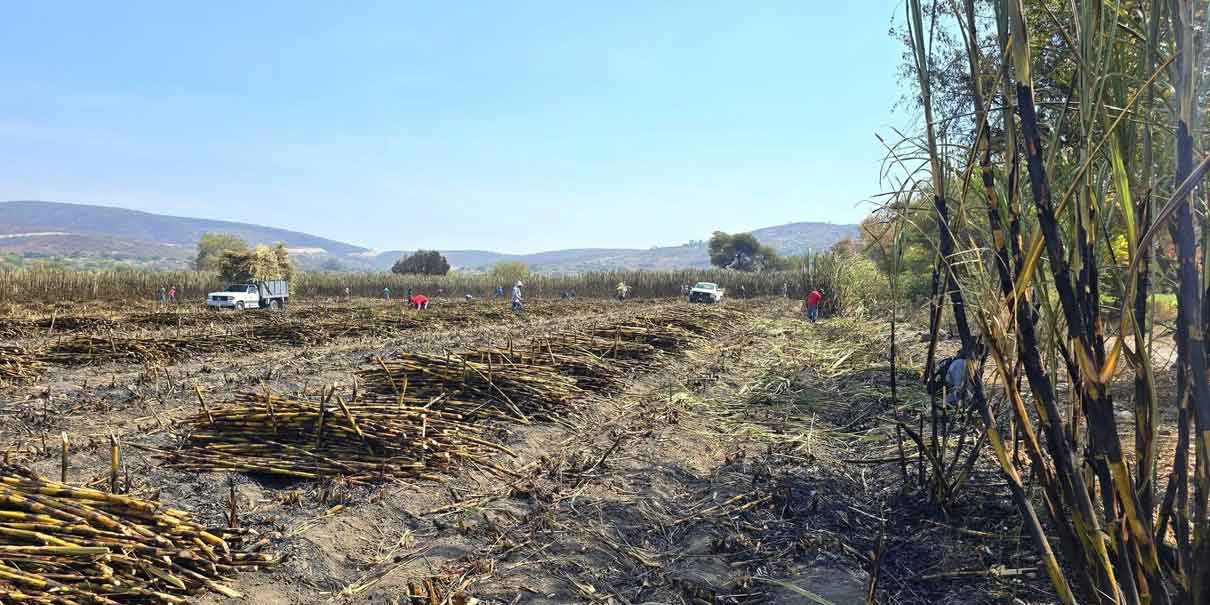 Cierre exitoso de la zafra impulsa la economía de la Mixteca poblana