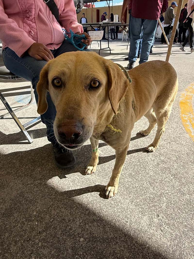 Puebla anuncia nuevas fechas para jornadas de bienestar animal: consulta dónde y cuándo