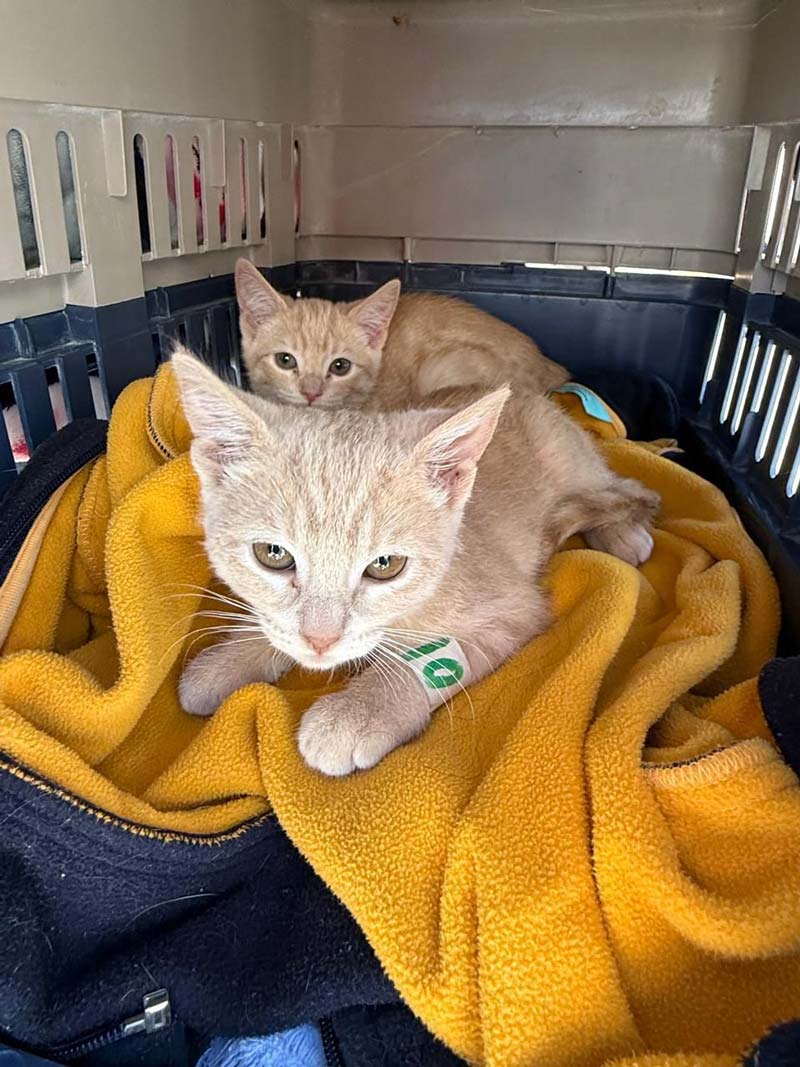 Puebla anuncia nuevas fechas para jornadas de bienestar animal: consulta dónde y cuándo