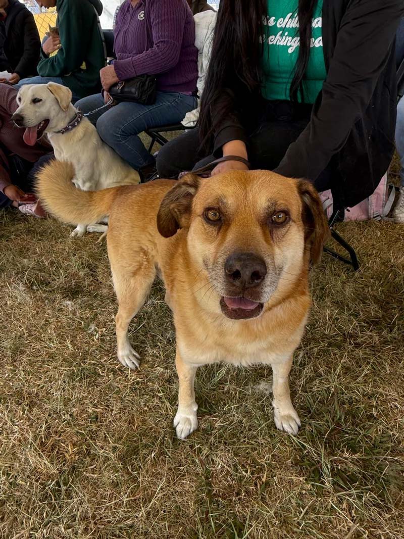 Puebla anuncia nuevas fechas para jornadas de bienestar animal: consulta dónde y cuándo