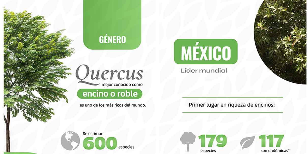 Encinos 