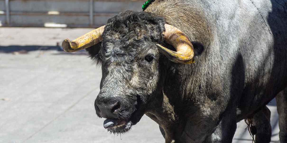 corrida de toros