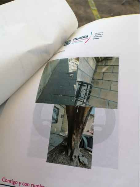 El Ayuntamiento de Puebla ha ignorado solicitud de tala de árbol en Geo Villas, acusan vecinos