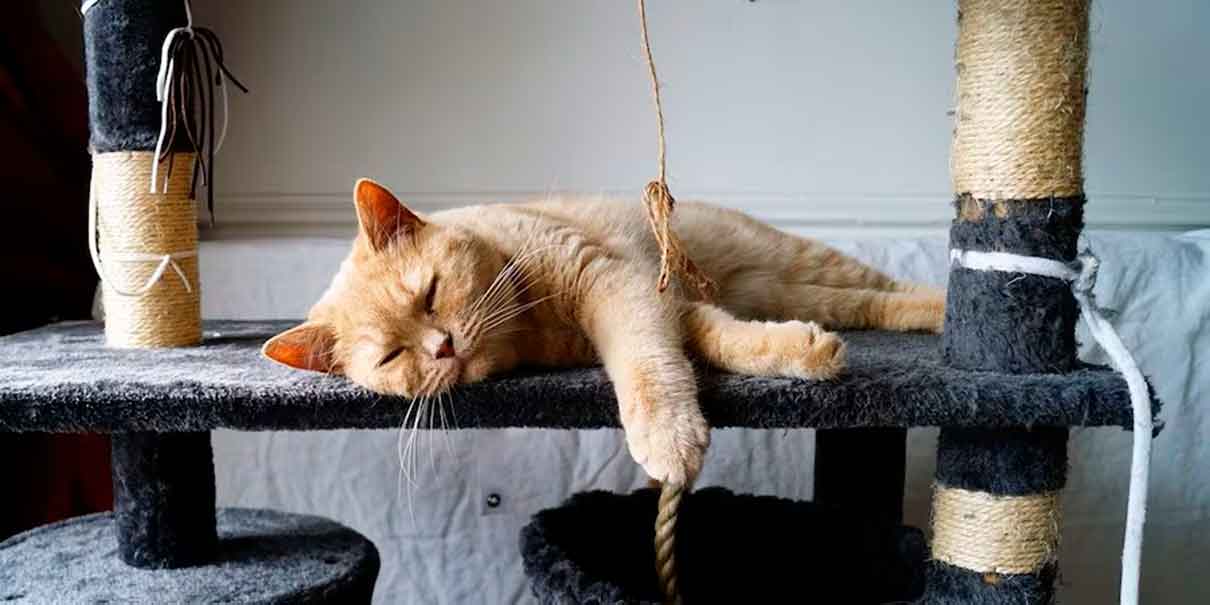 Día del Gato
