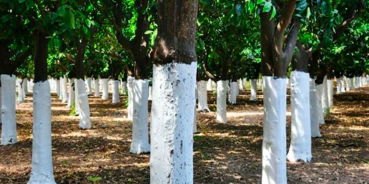 Congreso de Puebla aprueba reformas para regular el encalado de árboles urbanos