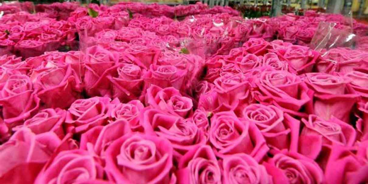 Flores
