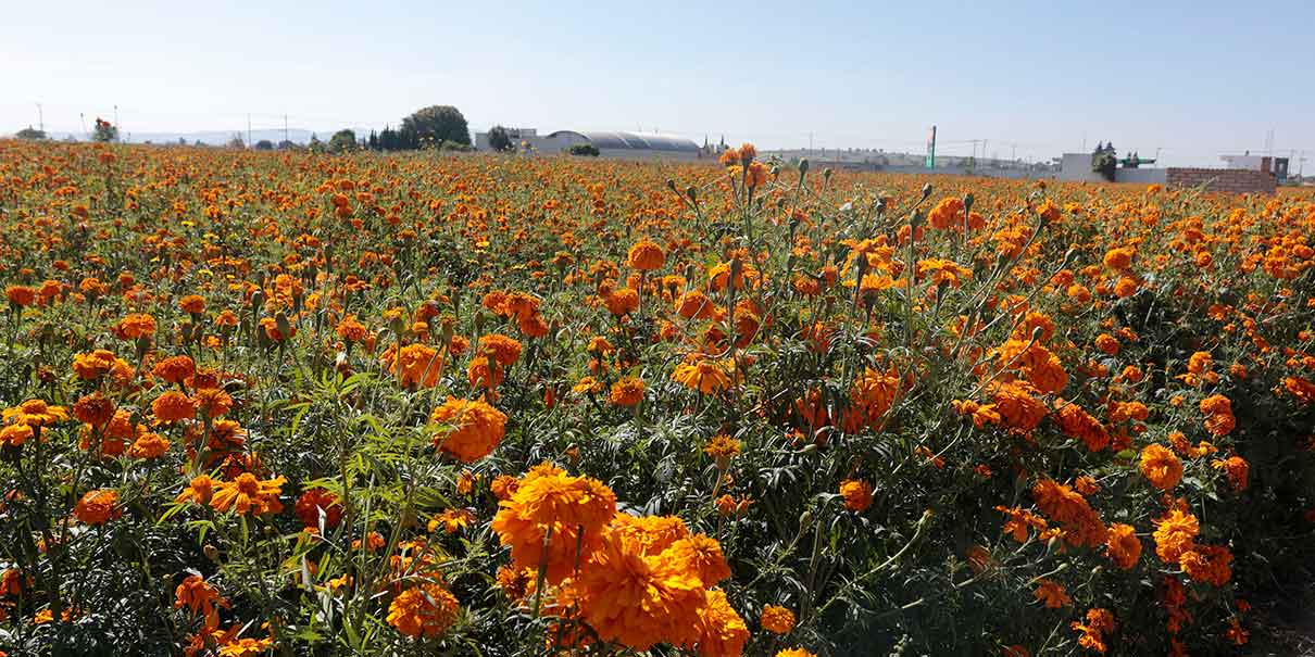 Flores de Atlixco