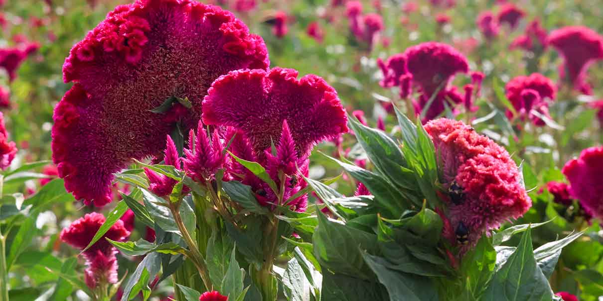 Flor de terciopelo