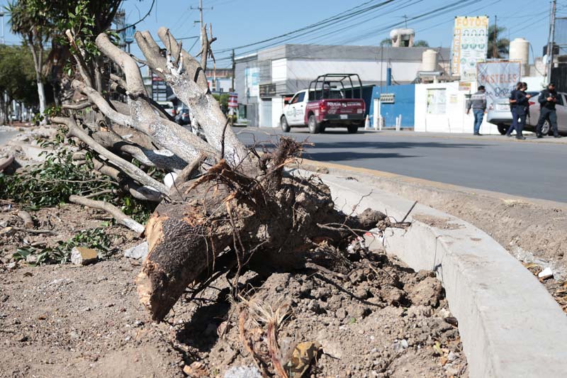 Frenan el Cablebús en Puebla: suspensión provisional detiene tala de árboles